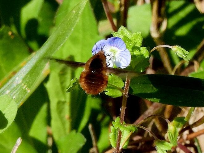 春だけに見られるもふもふの妖精！  植物だけじゃない「スプリング・エフェメラル」【あなたのすぐそばにいる「季節の虫」の探し方 vol.16】の画像002