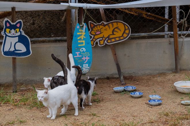 アート、ときどき島猫。男木島・女木島・豊島【「瀬戸内トリエンニャーレな旅（前編）」琉球島猫百景 vol.21〈特別編〉】の画像008
