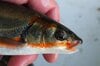 関東随一の清流「那珂川」で「春のウグイ」釣り！  婚姻色でオレンジに染まる美魚を「焼きアイソ」で味わう季節の味覚と地域の食文化