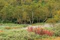 【つがいけマウンテンリゾート】絶景紅葉ハイキングを堪能！  秋風ゆらめく高層湿原で木道歩き「栂池自然園」の画像010
