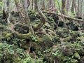 「気軽に、気持ちよく、楽しく歩く」 ゴールデンウィークは「フラット登山」を楽しもう！  日本最強の異世界「富士山 青木ヶ原樹海をくぐり抜ける」【後編】の画像001