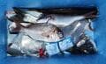 釣り仲間「これ試してみて」の一言で世界が一変！ 「カヤックフィッシング」 愛艇DIYに「魚群探知機」設置！  スペック比較＆実機での「意外な釣果」とは！？の画像013