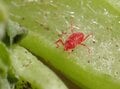 【期間限定】お宝発見の「大発生の赤いダニ」は脱・出会い系！  完全コピペのクローンかも！？  やっかいものの正しいトリセツとは『簡単対処法教えます』の画像003