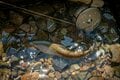 【渓流釣り】まるで水生昆虫の見本市！ おびただしい数の虫たちにライズがボコボコ、銀ピカ砲弾ヤマメがロッドを絞る  「感動的な初夏の川辺のシンフォニー」 “千曲川水系” 新潟県・2024年の画像003