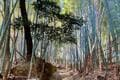 京都の観光名所「嵐山」でハイキング！  渡月橋から約1時間半の低山「松尾山」 竹林の絶景＆山頂からは “五山送り火” も展望OK！  登山デビューにも最適の画像004