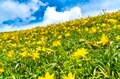 【最盛期】「緑の高原が一面の黄色いお花畑となる！ ニッコウキスゲの大群落」北東北・薬師岳／秋田・岩手 2022年の画像008