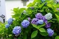 「京都」知る人ぞ知る「アジサイの名刹」約27種・5,000株に彩られる境内は絶景！  天王山「柳谷観音 楊谷寺」低山ハイキングの画像006