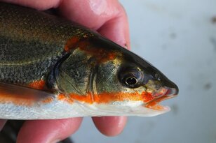 関東随一の清流「那珂川」で「春のウグイ」釣り！  婚姻色でオレンジに染まる美魚を「焼きアイソ」で味わう季節の味覚と地域の食文化