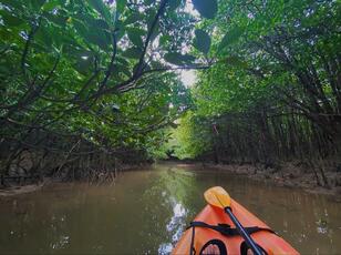 世界遺産の沖縄北部「やんばる」で楽しむ「マングローブカヤックの絶景」と「沖縄本島最高峰」与那覇岳登山