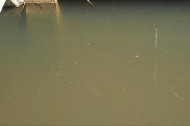 小さくても深い、タナゴ釣りの世界】「名人のカスタマイズ針」 釣果に