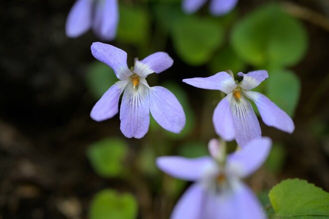 【首都圏近郊】連休明けから初夏に狙いたい植物の宝庫「新緑と花々が萌える日帰りハイキングルート」＜湯ノ丸山＞の画像005