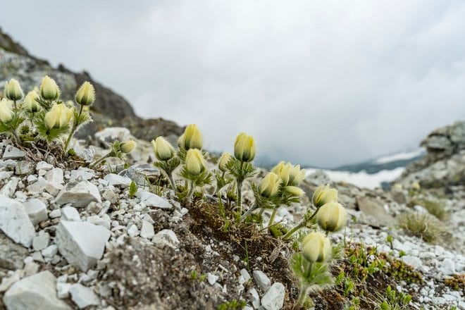 登山道整備完了！ 最新ルート状況「栂池高原〜白馬乗鞍岳〜白馬岳」＜北アルプス＞の画像012