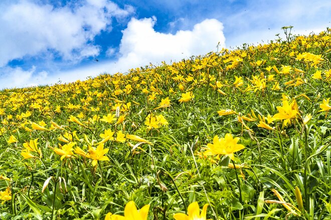 【最盛期】「緑の高原が一面の黄色いお花畑となる！ ニッコウキスゲの大群落」北東北・薬師岳／秋田・岩手 2022年の画像008