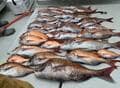 初心者OKの「マダイ」釣り！  底まで落としてリールを巻くだけ「夏のタイラバ」 活性シーズンと用意すべきもの「入門解説」の画像001