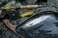 【渓流釣り】高活性、積極的なヤマメたち！ スローモーションで浮き上がってきた、のんびりなイワナ  新潟県｜2026年の画像007