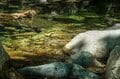 【渓流釣り】涼を求めて夏色の渓へ！ 「激シブだけど、見ているだけも癒されるヤマメたちの姿」 飛騨の清流でフライフィッシング  2025年の画像002