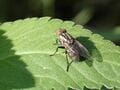 【自然観察】 葉っぱに映るシルエット 「この生き物の正体は？」 昆虫少年・少女時代を思い出して想像してみよう！  2024年の画像008