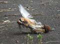 仰天！ 鏡に映った自分との熾烈ななわばり争い「バーチャルな相手」と戦う喧嘩っ早い野鳥たち  “ドアミラー”を巡る終わりなき戦いの画像011