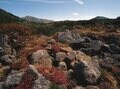 登山歴20年ライターの「紅葉風景」ベスト3　北アルプス・雲ノ平「岩と紅葉」が織りなすしみじみとした色合いのパッチワークの画像003