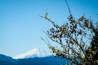 早春の “足ならし” に「高尾山＆小仏城山」ハイキング！  澄んだ空に「富士山」はもちろん、ロウバイやシモバシラも見られるかも！？  現地レポ