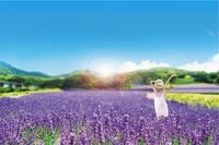 【たんばらラベンダーパーク】涼やかな風が5万株のラベンダーを揺らす「首都圏から2時間の別世界」