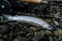 【渓流釣り】ヤマメとイワナが釣れる上越エリアでフライフィッシング！ 「まず釣れたのは、狙っていない “大物”！？」  2025年 新潟県