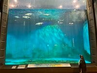 「世界のペンギン」の半分の種類が見られる「長崎ペンギン水族館」 一度は見たい！  かわいい“天然ビーチ”散歩＆マリンアクティビティも楽しめる