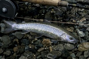 【渓流釣り】ヤマメとイワナが釣れる上越エリアでフライフィッシング！ 「まず釣れたのは、狙っていない “大物”！？」  2025年 新潟県