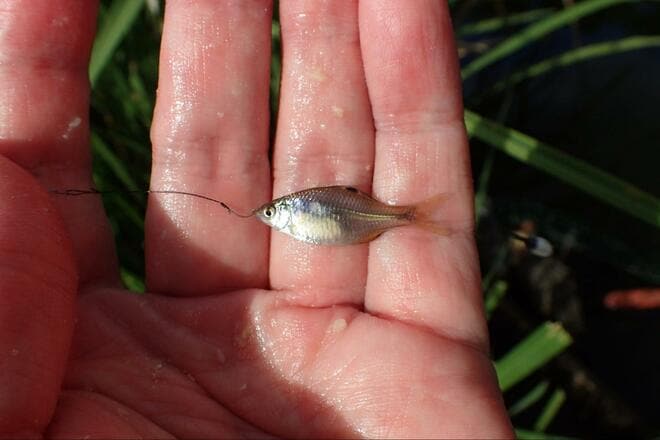 【小さくても深い、タナゴ釣りの世界】「名人のカスタマイズ針」 釣果に驚愕！  アタリ数は同じでも… 差がついた掛かり＆サイズ「市販針と比較」検証レポの画像004
