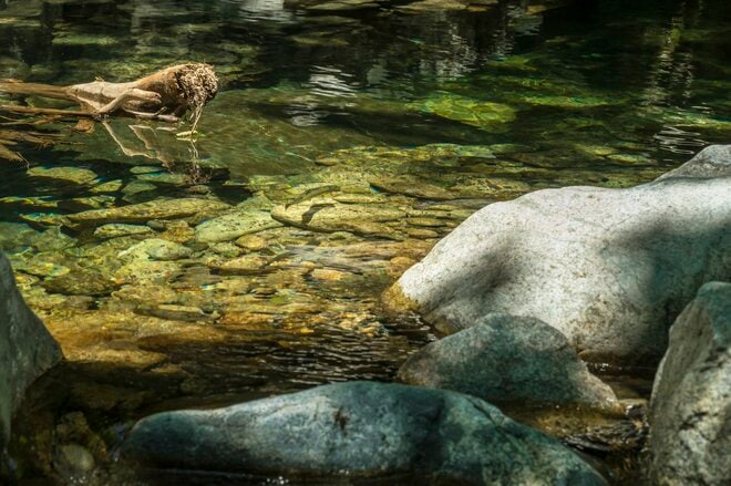 【渓流釣り】涼を求めて夏色の渓へ！ 「激シブだけど、見ているだけも癒されるヤマメたちの姿」 飛騨の清流でフライフィッシング  2025年の画像002