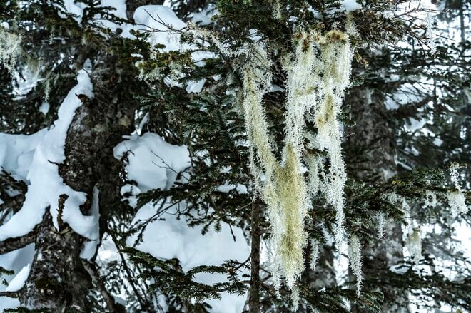  2022年「栂池ロープウェイ」早春運行開始が決定！ 「そこは標高1,800ｍ！ 雪に閉ざされた雲上の絶景へ」中部山岳国立公園・栂池高原スキー場の画像006