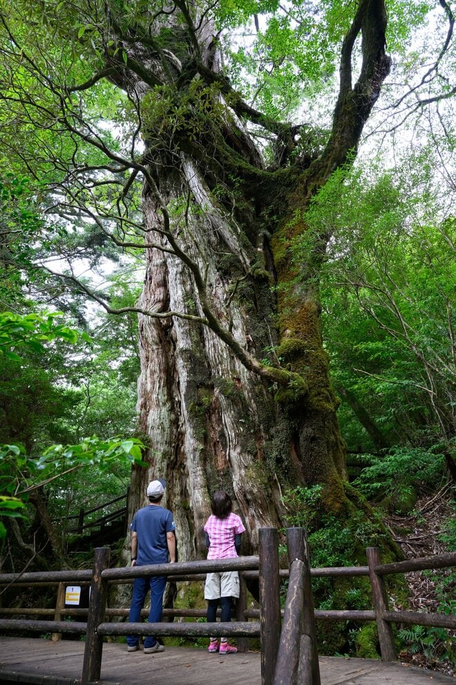 【世界自然遺産・屋久島】九州最高峰の「宮之浦岳」へ！  日本最南端の高層湿原「花之江河」を抜け、洋上のアルプスに臨むの画像020