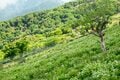 【夏山登山】花の百名山の楽しい季節到来！  高山植物が咲き乱れるお花畑ハイク  2024年の画像004