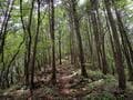 まるで竹田城！？　穴場の絶景山城「岩尾城」 野趣あふれる「天空の石垣＆曲輪」 兵庫県丹波市・蛇山「山頂レポ」の画像012