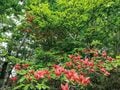 「大菩薩嶺」富士山を絶えず視界に入れての稜線歩きはこの山ならではの特権！【首都圏発！週末に行ける百名山ガイド vol.7】の画像005