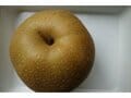 【アウトドア豆知識】＜梨の生産量の第3位は栃木で、第2位は茨城…気になる第1位は？＞「今が旬のフルーツ」美味しい“梨”は品種で選ぶのが近道です！の画像014