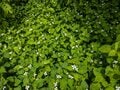 関東に残された唯一の奇跡の森！  三浦半島にある「小網代の森」って、どんなところ？  海まで続く約1.3km 散策レポートの画像009