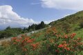 「霧ヶ峰」車山山頂では日本アルプス、八ヶ岳をひとり占め！ 天然記念物“八島湿原” 夏を彩るニッコウキスゲは見もの【首都圏発！週末に行ける百名山ガイド vol.9】の画像005