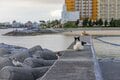 北谷の国際色豊かなビーチサイドで暮らす島猫たちに、ちむどんどん！？「沖縄アメリカ村のボーダーレスキャッツ」【琉球島猫百景 vol.14／沖縄県北谷町】の画像008