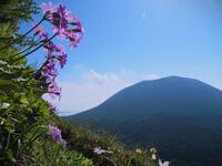 花と緑の「浅間山」 外輪山で人気「黒斑山」 6月のおすすめは「登頂前寄り道」コース！ 「アサマコザクラ群生地」レポ
