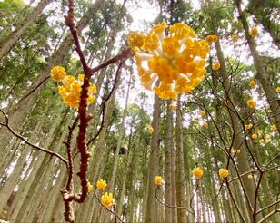 春の登山シーズン到来！  2024年上半期「お花見」で立てる登山計画「見ごろの山々」3月から6月スケジュール表「花フォト」レポ