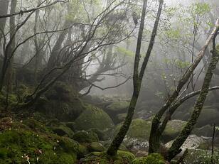 「呼ばれた人しか見られない」世界遺産・屋久島の縄文杉までの「往復10時間」トレッキングルポ