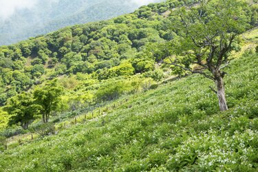 山とお花畑〈第1巻〉北アルプス編―原色写真でみる高山植物 (1961年) GW北信濃の旅（前編）中山高原菜の花の黄色い絨毯』青木湖・大町
