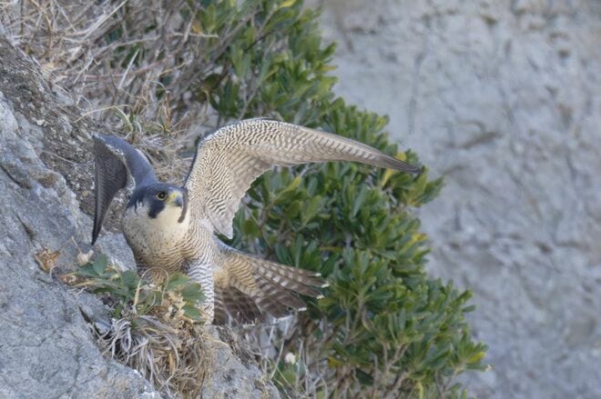 【バードウォッチング】「早春は恋の季節」日本最速飛行術を誇るハヤブサの “ラブラブ断崖ライフ” を拝見してきました！  神奈川県｜2026年の画像010
