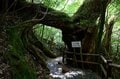 【世界自然遺産・屋久島】樹齢1800年「仏陀杉」に会いに行く！「ヤクスギランド」の吊り橋とエメラルドグリーンの清流を巡る1時間20分ライトトレッキングの画像002