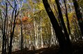 【登山口からハイライト】「アップダウンほとんどなし！」 山梨県の東端・大マテイ山の紅葉は今が見頃の画像001