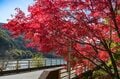【紅葉祭り】「この連休がピーク！」紅葉に彩られた『もみじ湖』と渓谷美！ 視界を埋め尽くすほどの赤い世界！ 長野県・箕輪ダム 2023年の画像001