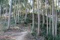 NHK大河『どうする家康』が100倍面白くなる！ 「徳川家康」父祖の地に残る「松平城」を歩く＜前編＞（奥三河・松平郷／愛知県豊田市）【家康ゆかりの山城を攻める vol.1】の画像006
