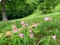 南会津、準絶滅危惧「ヒメサユリ」を愛でる花旅へ＜福島県＞の画像002