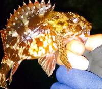 冬の釣り物に迷ったら「カサゴ」！  初心者でも釣果が出やすく超カンタン「釣り方」3選！  ルアー・穴釣り・胴突きで堤防攻略